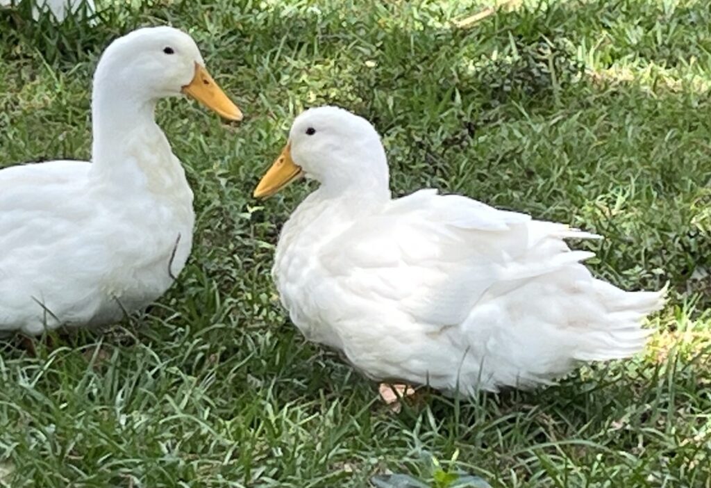 Ilean the jumbo Pekin duck